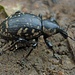 Ein interessanter Käfer im Sägertal.