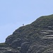 Ein Hikr? Ist jemand von euch am Sonntag 22.06.2014 über die Chamegg zur Gauschla aufgestiegen?