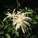 Aruncus dioicus (Walter) Fernald<br />Rosaceae<br /><br />Barba di capra, Astilbe bianco.<br />Reine des bois.<br />Wald-Geissbart.