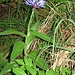 Centaurea montana L.<br />Asteraceae<br /><br />Fiordaliso montano.<br />Centaurée des montagnes.<br />Berg-Flockenblume.
