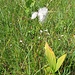 Eriophorum latifolium Hoppe<br />Cyperaceae<br /><br />Pennacchi a foglie larghe.<br />Linaigrette à larges feuilles.<br />Breitblättiges Wollgras.