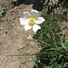 Pulsatilla alpina (L.) Delarbre s.str.<br />Ranuncuaceae<br /><br />Pulsatilla bianca.<br />Pulsatille des Alpes.<br />Weisse Alpen-Anemone.<br />