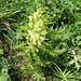 Pedicularis foliosa L.<br />Orobancaceae (incl. Scrophulariaceae p.p.)<br /><br />Pedicolare fronzuta.<br />Pédiculaire feuilées.<br />Blattreiches Läusekraut.