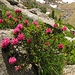 Rosa delle Alpi