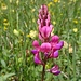 hübsches Rosa der Esparsette - vor Gelb und Grün