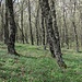 Sprung nach Egirdir: Der Frühlingseichenwald auf ca. 1200 m.ü.M.