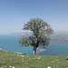 im Sattel zwischen den beiden Gipfeln des Sivir Dag; der solitäre Baum ist bereits von Egirdir zu sehen