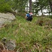 Uno dei tentativi salendo oltre 100mt di dislivello su terreno misto tra erba, roccia, rododendri e fieno ...
