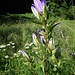 Nesselblättrige Glockenblume, Campanula trachelium
