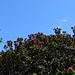 Rododendri