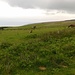 Freilaufende Exmoor Ponys