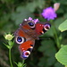 Tagpfauenauge (Inachis io). Von diesem schönen Schmetterling hatte es am Lägerengrat viele. 