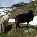 Angeblich sind während des Sommers über fünfhundert Schafe hier auf der Alpe.