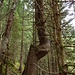 Naturphänomen