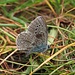 Armer, zerrupfter Bläuling, Flügelunterseite / Povera farfalla arruffata (Lycaenidae) dal rovescio