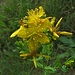 Eine Pflanze mit sehr großer Heilwirkung: Echtes Johanniskraut (Hypericum perforatum)<br /><br />Una pianta con effetto di guarigione molto forte: Hypericum perforatum