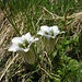 Close-up of the marvellous white gentians.