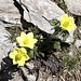 <b>Anemone solforosa: il fiore attualmente dominante al San Gottardo.</b>