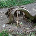 Wurzelwerk