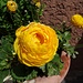 wunderschöne Blume beim Trinkhalt in Gunzesried
