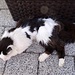 sie leistet uns Gesellschaft