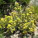 Der nur im Wallis vorkommende Gelbe Hauhechel (Ononis natrix)