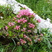 schön blühende Alpenrosen