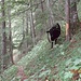Die schwarze Kuh im Wald