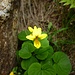 Viola biflora o Viola gialla