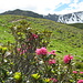 die Alpenrosen beginnen zu blühen