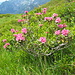 noch einmal blühende Alpenrosen