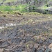 Bogland
