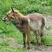 Fuchs an der Oberen Walmendinger Alpe
