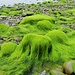 die grüne Insel