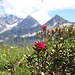 Alpenrosen vor der Kulisse des Rätikons