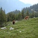 Cavalli all'Alpe Stabveder