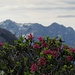 Alpenrosen vor der Zugspitze
