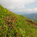 Alpenrosen