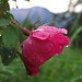 Nasse wilde Rose<br /><br />Rosa selvatica bagnata