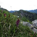 Alpensüßklee vor der Hochblasse<br /><br />Hedysarum hedysaroides davanti all`Hochblasse