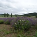 Lavendelfeld unterhalb von Gödrös