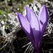 Im Aufstieg zum Šar Planina-Kamm - Unzählige Blumen blühen derzeit auf den Bergwiesen, u. a. auch zahlreiche violette Krokusse.
