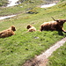 mucca scozzese con i suoi due vitellini