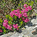 Alpenrosen noch und noch (Rhododendron ferrugineum)