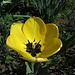 Tulipano a Sonogno