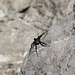 ziemlich grosse Spinne...näher hab ich mich nicht hingetraut ;)