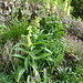 Früher bei Herzschwäche eingesetzt: Grossblütiger Fingerhut (Digitalis grandiflora) beim Aufstieg zum Chaux de Culand
