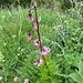 Türkenbund auf dem Blumenparadies Chaux de Culand
