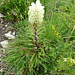 Strauss-Glockenblume am Pra de Cray SW-Grat