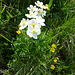 Auch der Arche de la Tornette ist ein Blumenparadies: Hahnenfuss in der oberen Hälfte